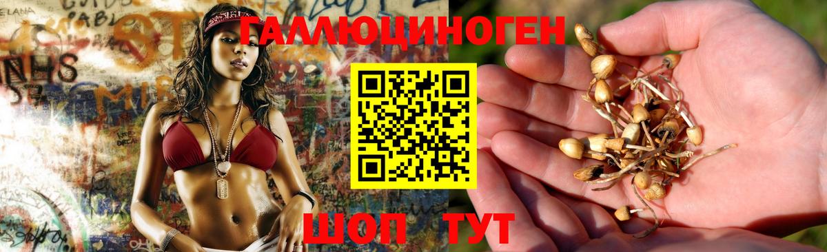 Псилоцибиновые грибы Psilocybine cubensis  Вход с VPN  Осинники 